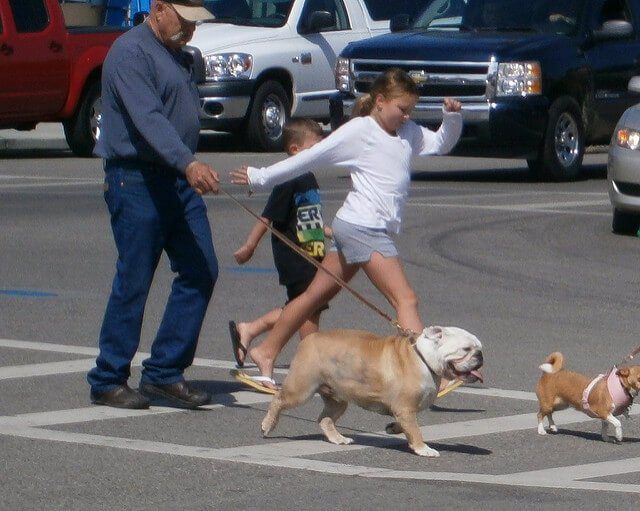 children walking their bulldog in West Virginia crosswalk