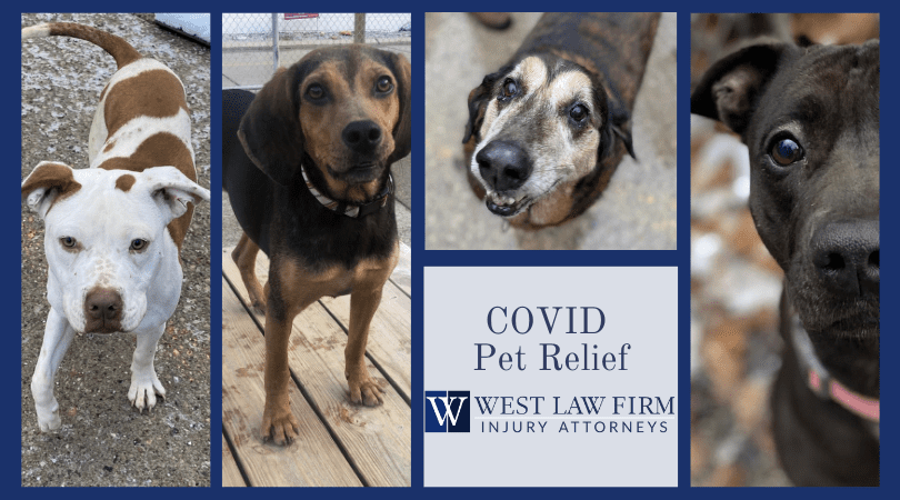 Pictures of dogs sponsored by West Law Firm in Charleston WV