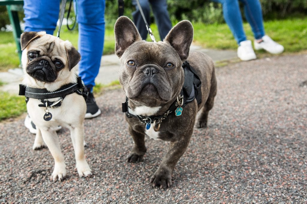 Owner and French bulldog following WV pedestrian laws while walking on road